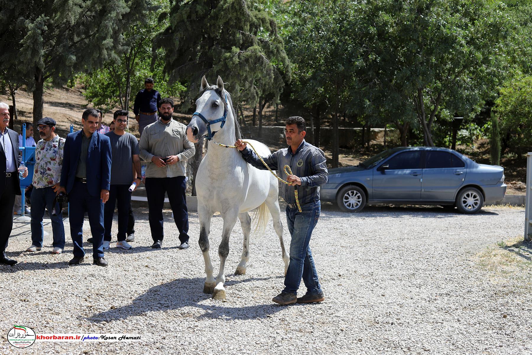 اسب نشاط و ثروت می‌آورد