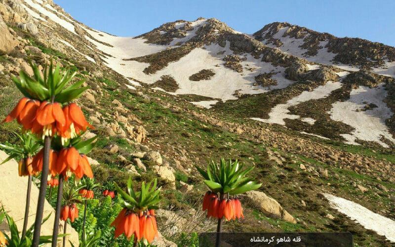 داستان بلند پروازی مردم شاهو